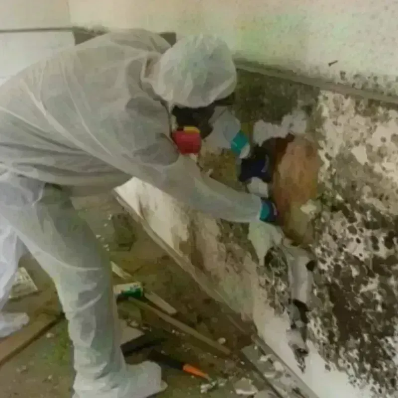 Mold Remediation and Removal in Turlock, CA